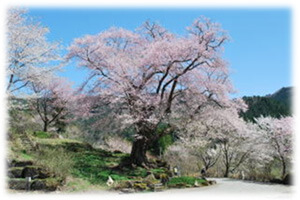 善勝寺(ぜんしょうじ)の桜